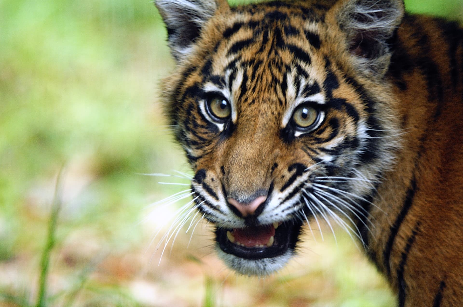 Close-up portrait of a young Sumatran tiger in grassland