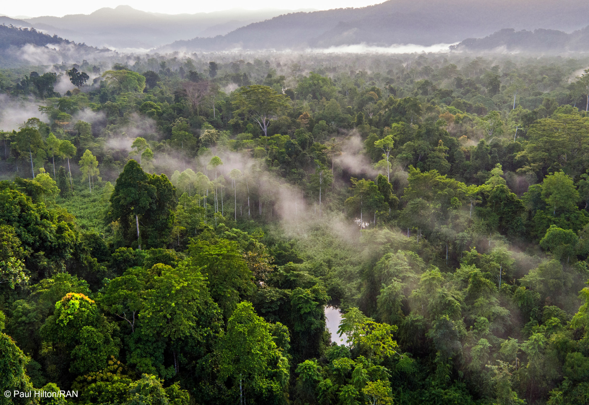 Mist rising over unbroken lowland rainforest at dawn
