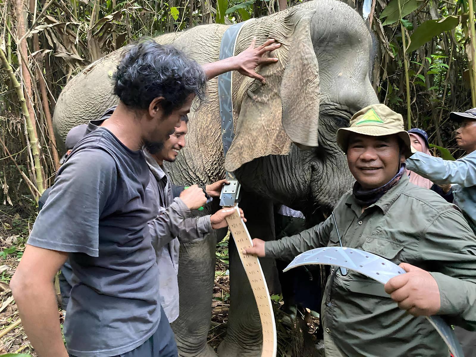 Field team fitting a tracking collar to an elephant in dense forest