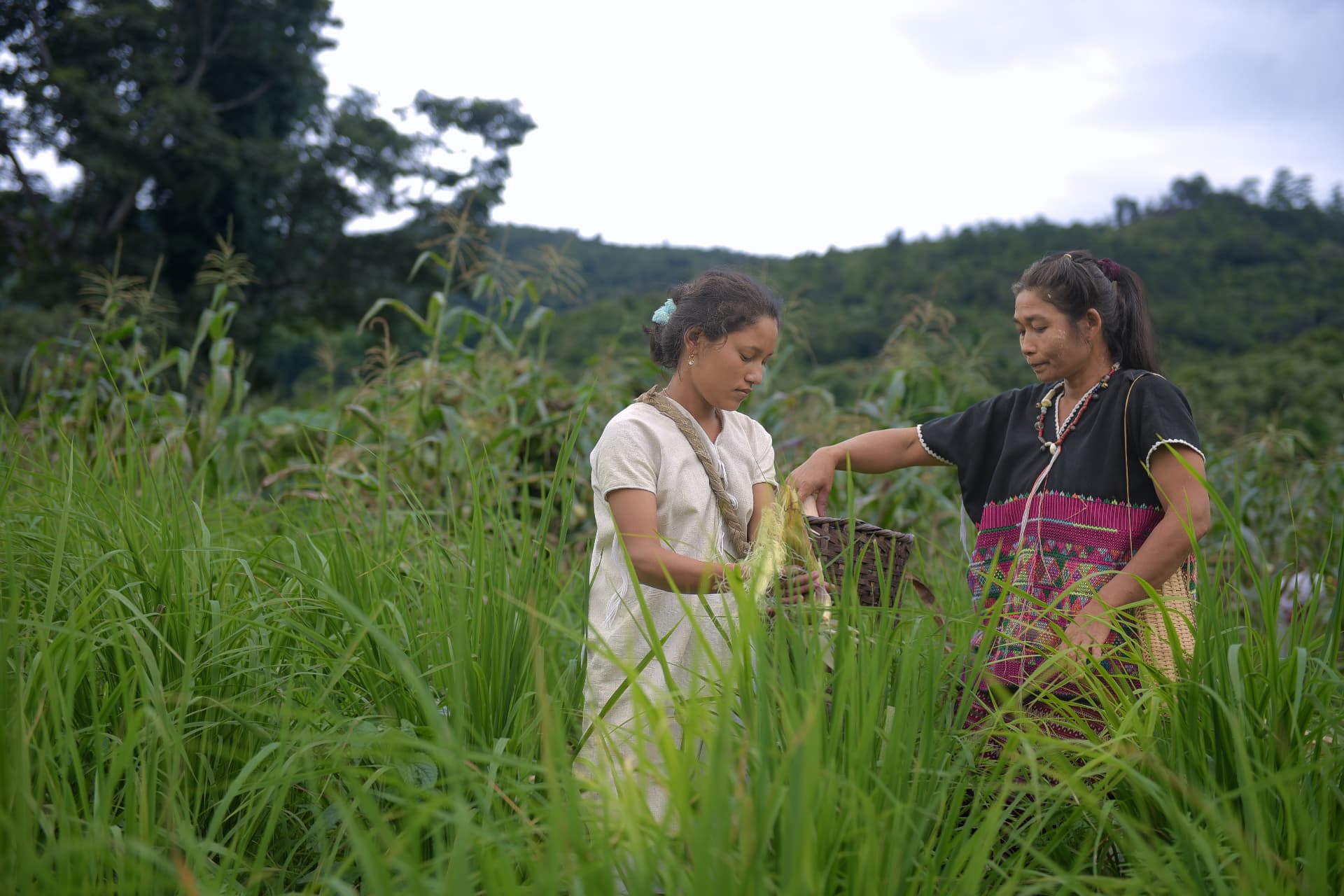 Two Karen women harvesting together in a field beside the forest